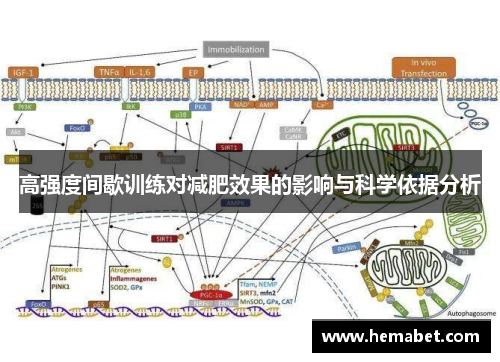高强度间歇训练对减肥效果的影响与科学依据分析